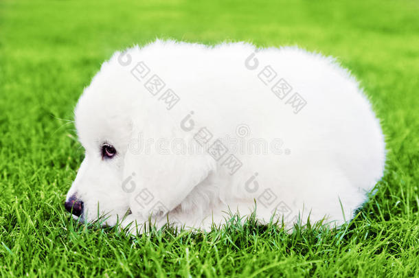 可爱的白色小狗躺在草地上