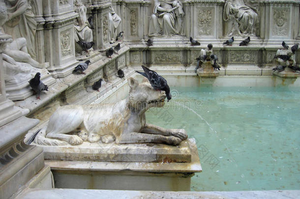 鸽子正在锡耶纳的喷泉里喝水。详细信息