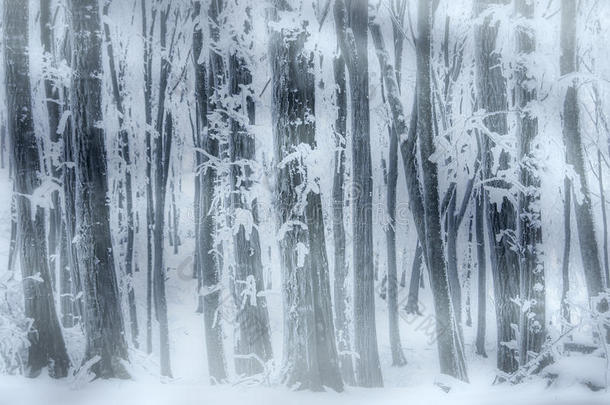 冬季森林暴雪冰雪