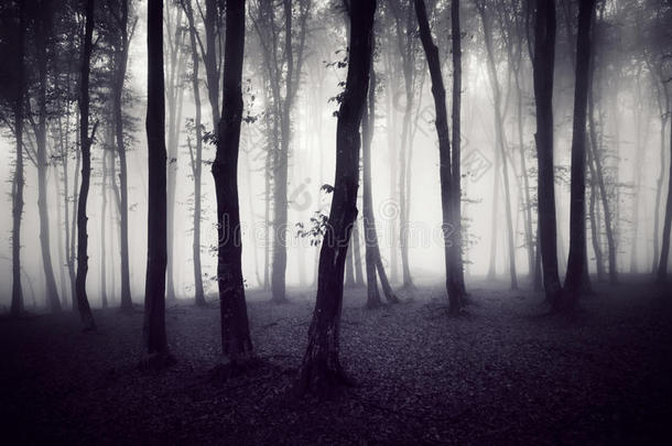 万圣节的黑暗幽灵森林
