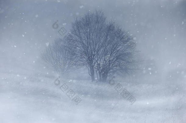 冬季草地上有树的暴风雪