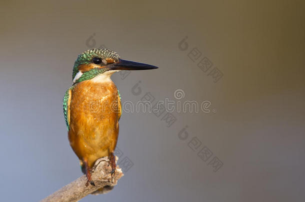 翠鸟（alcedo atthis）