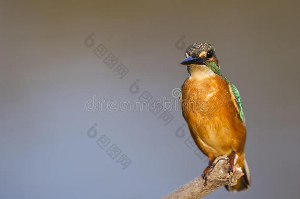 翠鸟（alcedo atthis）