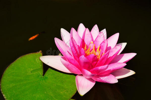 池塘里的<strong>鱼和</strong>粉红色的<strong>莲花和</strong>叶子