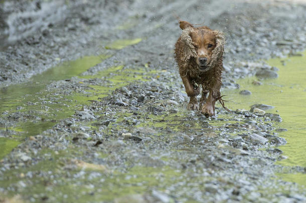 快乐狗英国<strong>可卡猎犬</strong>向你跑来