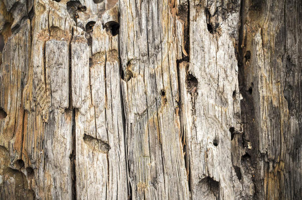 陈旧过时的木材纹理，背景，克里米亚
