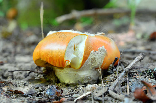 阿玛尼塔凯撒利亚，凯撒的蘑菇