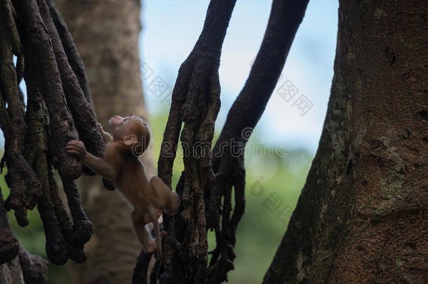 小猴子爬树