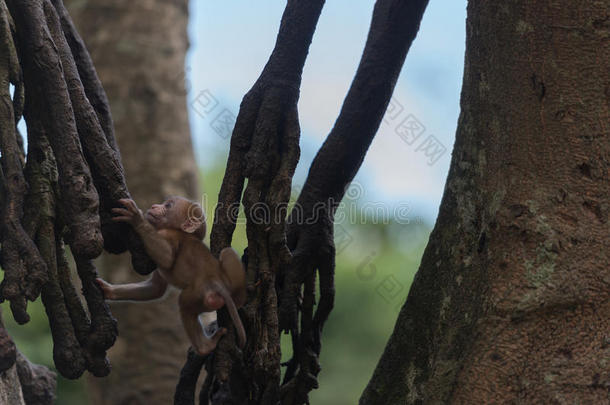 小猴子爬树