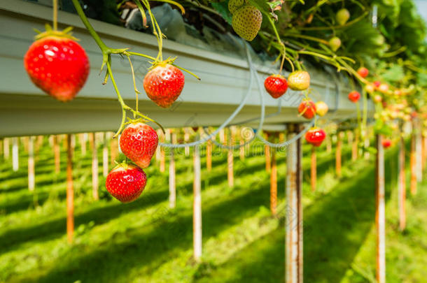 草莓室外栽培