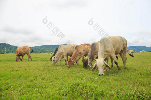 牛在绿油油的草地上吃草