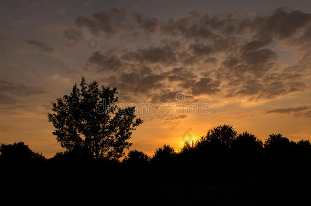 夕阳云景下的树木剪影