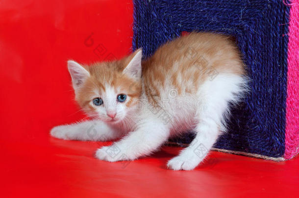 小红白相间的小猫从红色的抓痕中爬出来