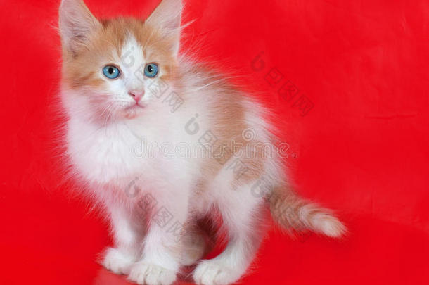 姜黄色和白色的小猫，蓝色的眼睛坐在红色上面