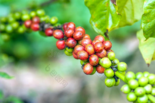 成熟浆果咖啡树