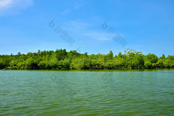 湖泊中赤道红树林