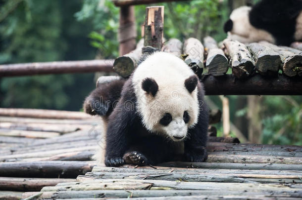 丛林中的<strong>熊猫</strong>