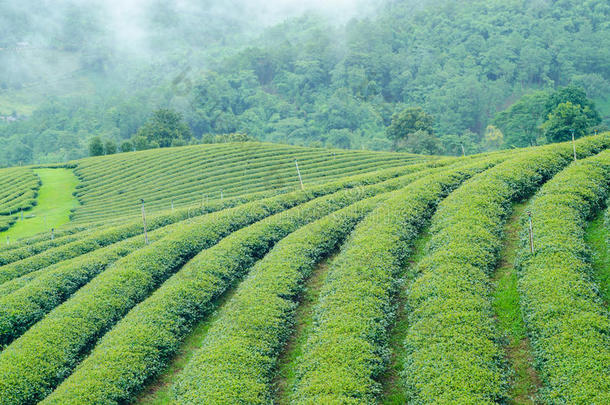 山上的绿茶农场