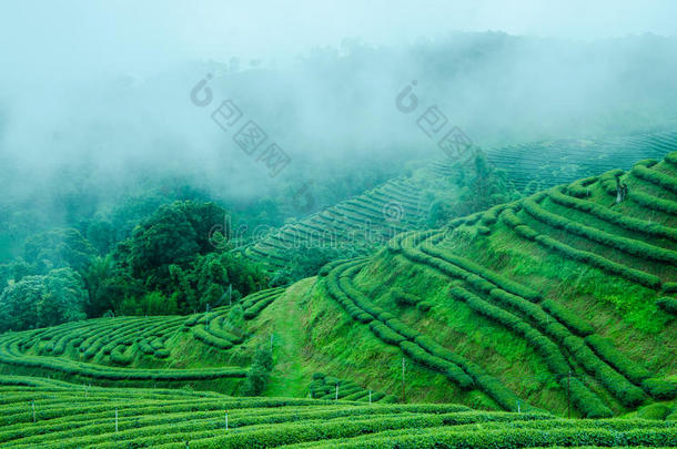 山上的绿<strong>茶农</strong>场