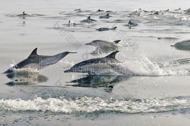 一群海豚，在海里游泳