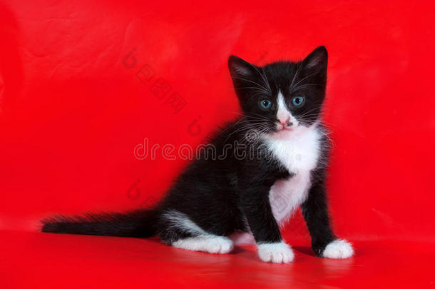一只黑白相间的小猫咪坐在红地毯上