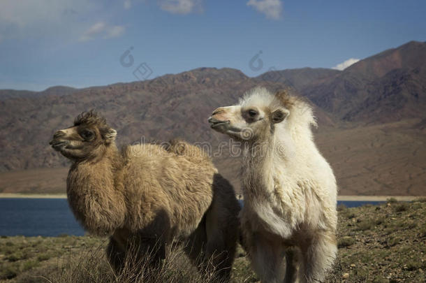 两只小骆驼，吉尔吉斯斯坦，翠谷
