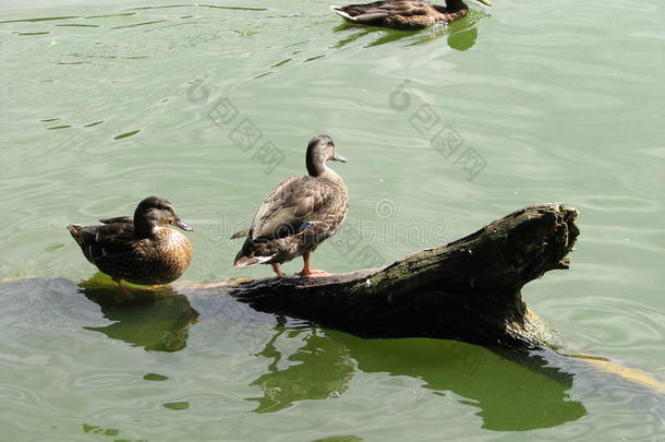 鸭子在水里和树枝上