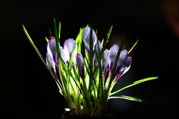 孤零零的紫色小花