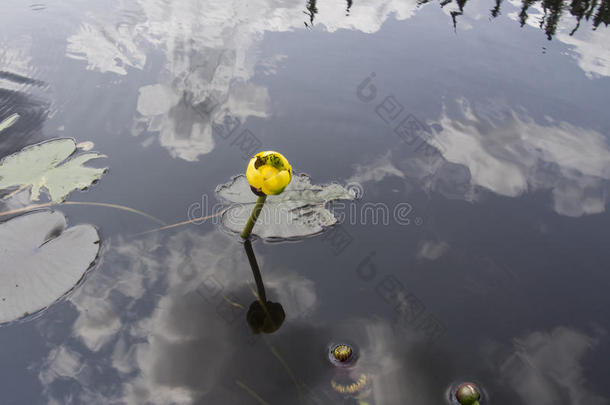湖边盛开的黄花睡莲