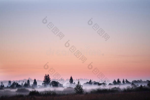 森林里湖面上晨雾的全景图
