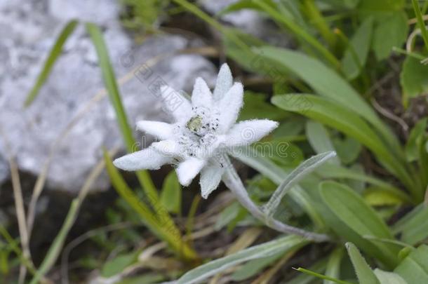 <strong>雪绒花</strong>