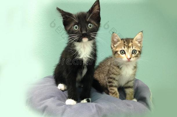 两只大眼睛的小猫——一只花斑猫和一件燕尾服
