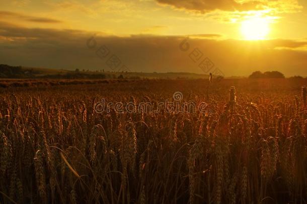 <strong>晚霞</strong>多云的<strong>橙色</strong>天空背景。夕阳落在乡村草地的地平线上。