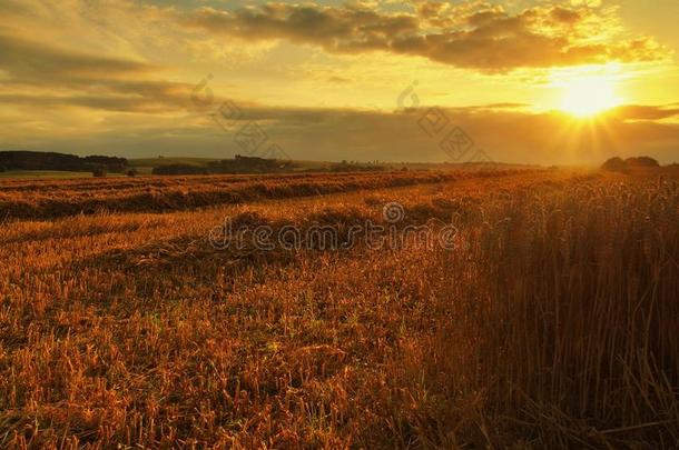 晚霞多云的橙色天空背景。夕阳落在乡村草地的地平线上。