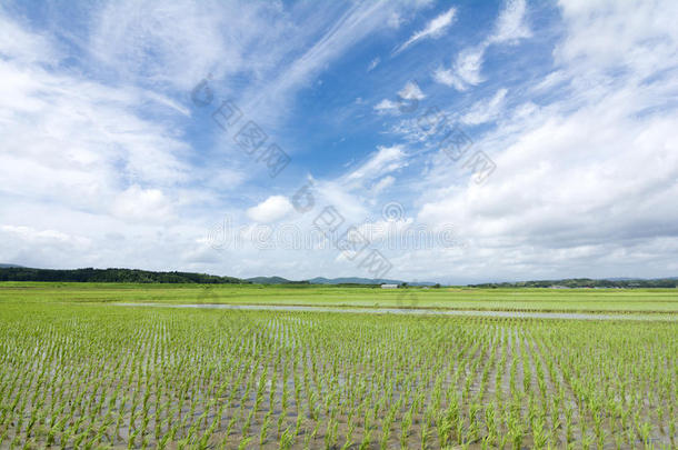 摇曳的稻田和天空