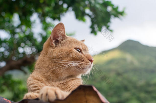 躺在屋顶上的姜黄色斑纹猫。