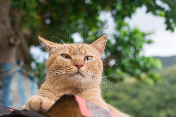 躺在屋顶上的<strong>姜黄色</strong>斑纹猫。