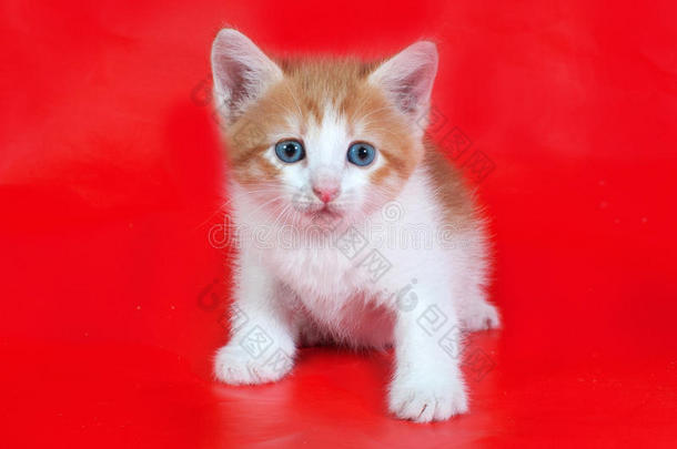 小毛茸茸的姜黄色和白色小猫坐在红色上面