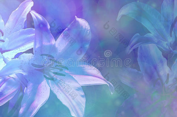 美丽的蓝色婚礼背景是bokeh lillies