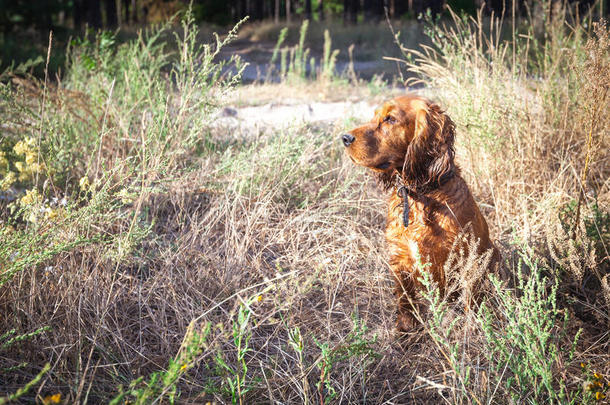 英国可卡犬狩猎时躲在灌木丛中