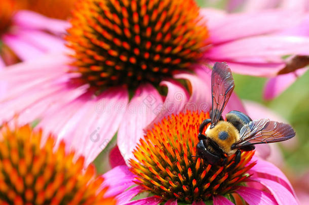 一只蜜蜂急忙从中国各地采集花粉