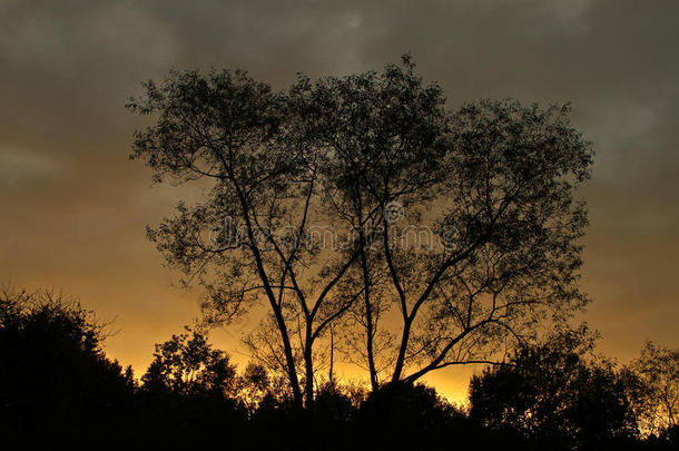 丹麦日落的天空中的树木