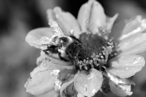 大黄蜂采集花粉的黑白照片