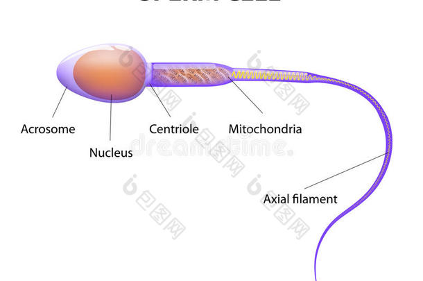 精子细胞的<strong>结构</strong>