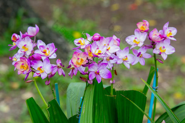 紫兰花