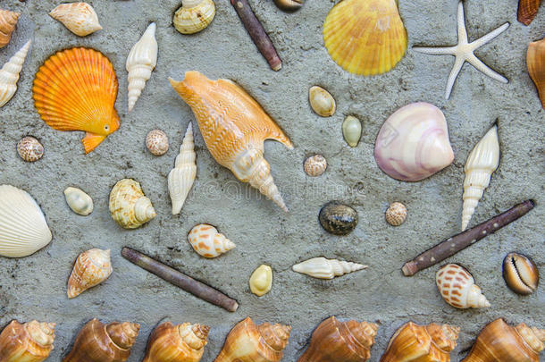 海星和贝壳装饰在水泥墙上