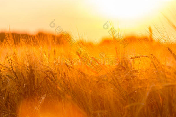 地上的麦穗是金色的