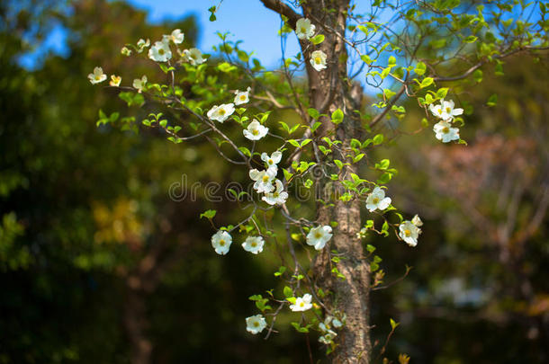 白花山茱萸（美国佛罗里达山茱萸），日本