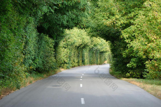 道路上方树木中的绿色隧道