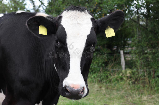 一头黑白相间的奶牛。